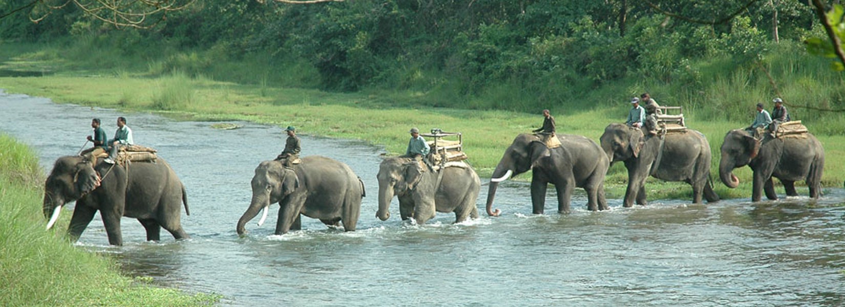 Jungle Safari in Nepal