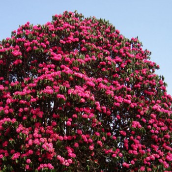 Khopra Danda Trek in March | May-Spring Season